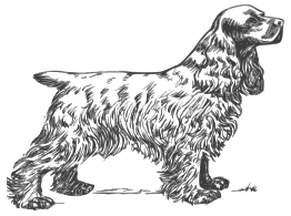 Coker Spaniel Grayscale