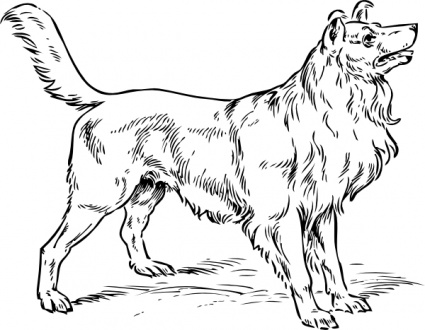 Collie Dog clip art