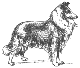 Collie Grayscale