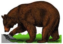 Colored bear