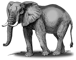 Colored elephant