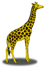 Colored giraffe