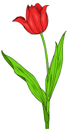 Colored Tulip