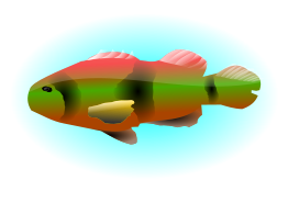 Colourful Fish