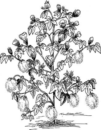 Cotton Plant clip art