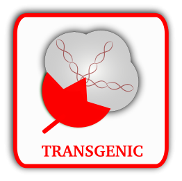 Cotton (Transgenic)