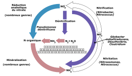 Cycle de l'azote