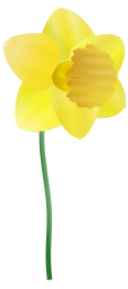 Daffodil