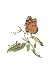 Danaus eresimus