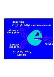 Dégradation Aérobie/anaerobie