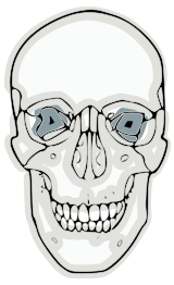 Digitalized Human Skull