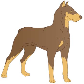 Doberman Vector 1