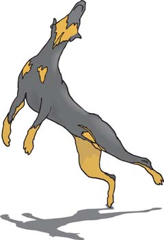 Doberman Vector 2