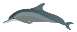 Dolphin