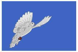 Dove