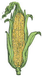 Ear Of Corn Colored