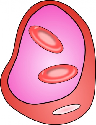 Erythrocyte Red Blood Cell clip art