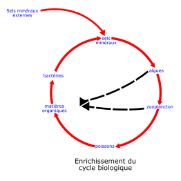 Eutrophisation Cycle