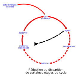 Eutrophisation Cycle