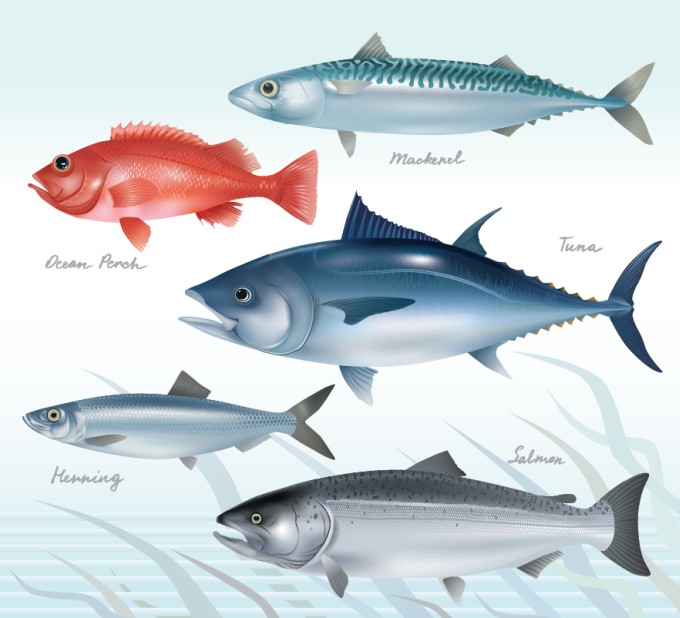 Fish Vector