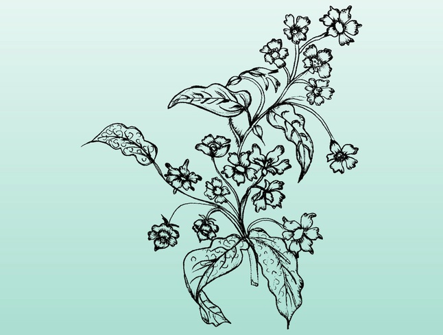 Flower Illustration