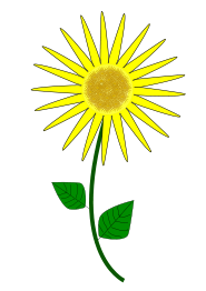 Flower, Sunflower