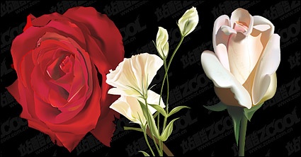 Flowers realistic rendering of vector material