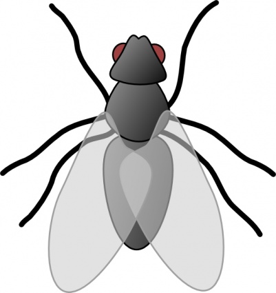 Fly Bug Insect clip art