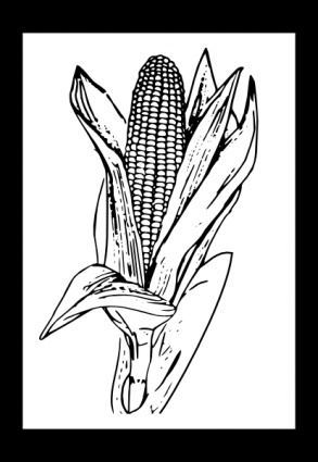 Food Outline Corn Plant Lineart Kernel Cub