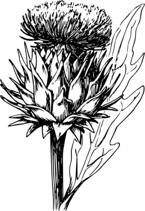 Food Outline Plant Lineart Vegetable Warszawianka Bw Artichoke Botany