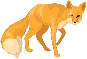 Fox Vector 4