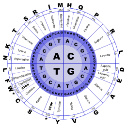 Genetic Code