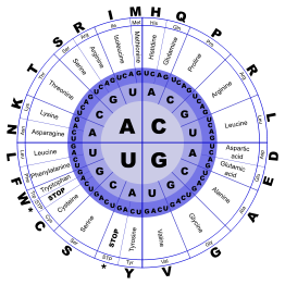 Genetic Code RNA