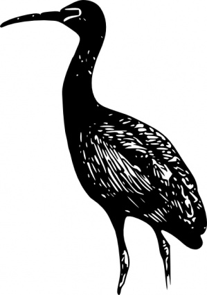 Glossy Ibis clip art