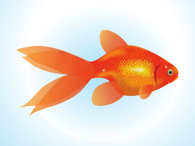 Goldfish Vector