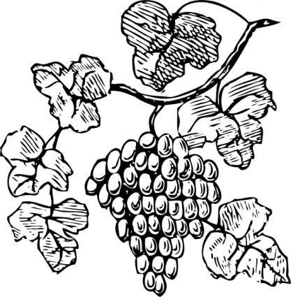 Grapes clip art