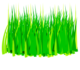 Grass