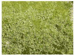 Grass Details in Missouri