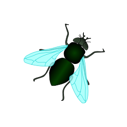 Green House Fly