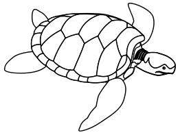 Green sea turtle line art