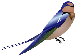 Hirundo