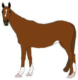 Horse