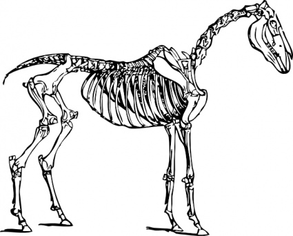 Horse Skeleton clip art