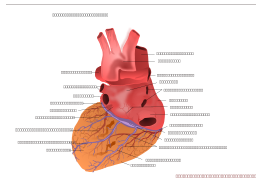 Human Heart Posterior View