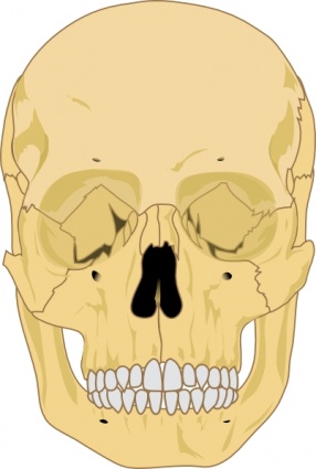 Human Skull clip art