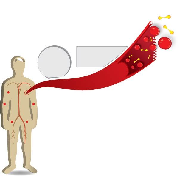 Infografico corpo células/sangue - Human Body Vector