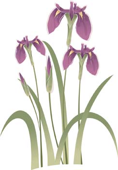 Iris Flower 5