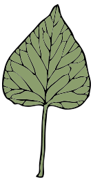 Ivy Leaf 6