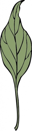 Ivy Leaf clip art