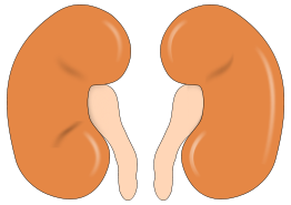 Kidney Reins